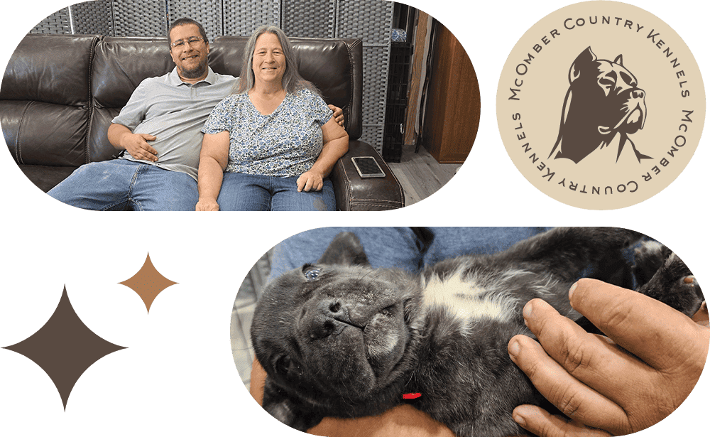 about cane corso puppies