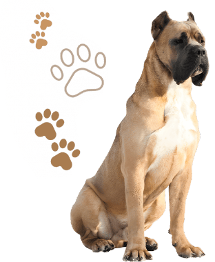 Cane Corso dog