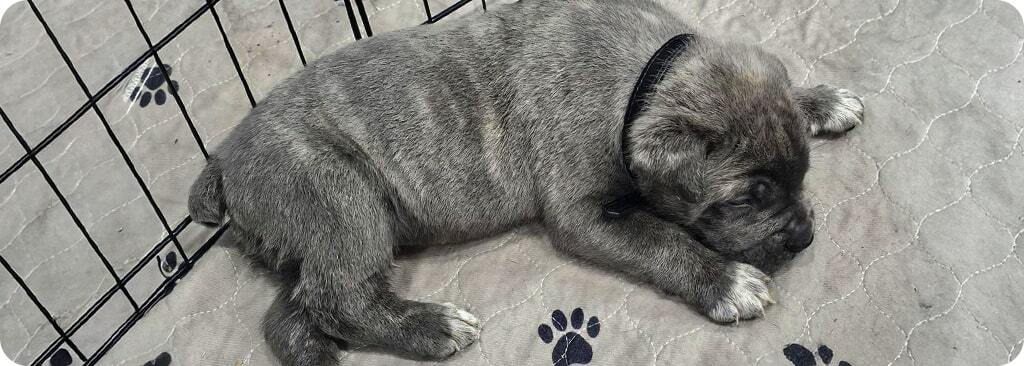 cane corso puppies built on care