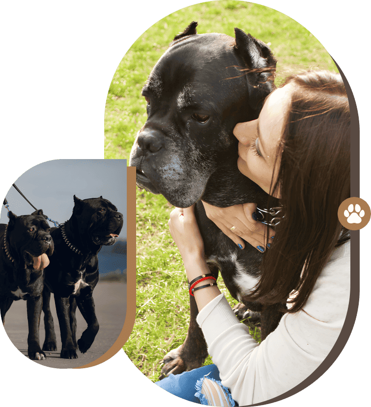 Cane Corso Puppies in Central Texas