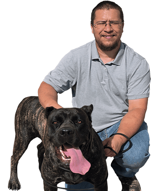 dedicated cane corso puppies