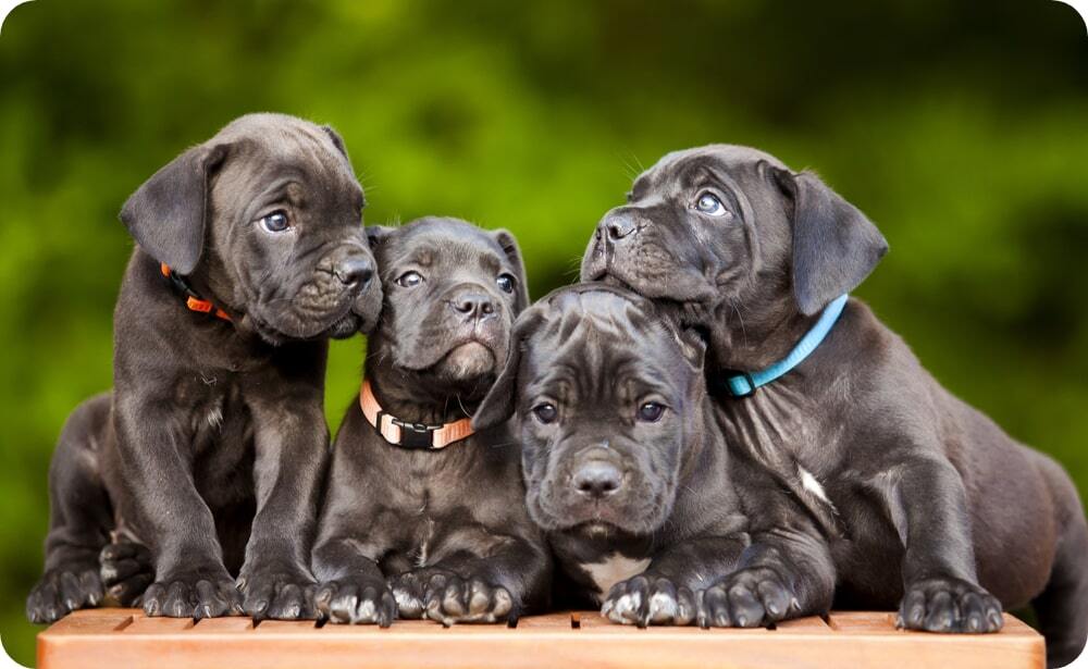 Find Your Perfect Cane Corso Puppy