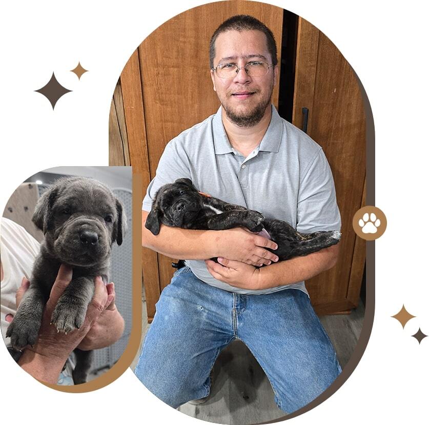 loving can corso puppy